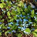 Omphalodes verna ou petite bourrache