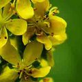 Aigremoine (Agrimonia eupatoria)