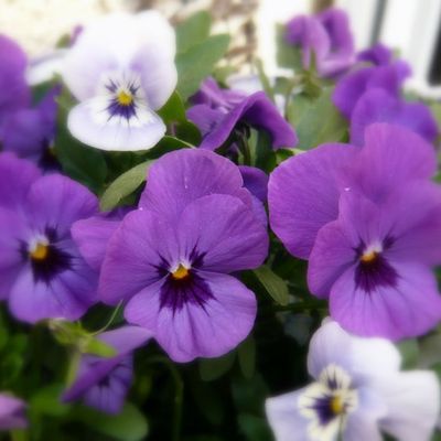 Pensées printanières