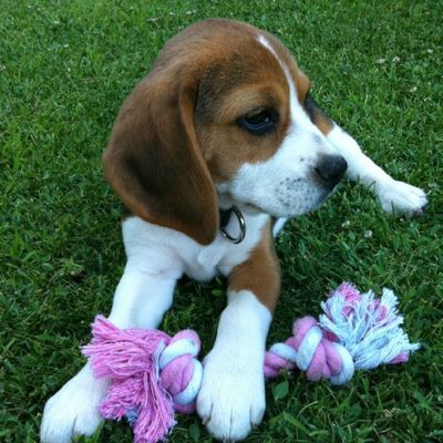 Leeloo et Google, reines de la "Villa Lucia"