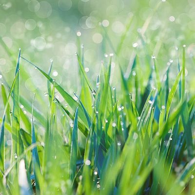 Flic ! Flac ! Floc ! Tombe la pluie...