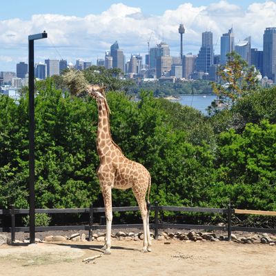 Taronga Zoo