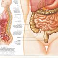 SEMIOLOGIE INTESTINALE. Une mine d'informations sur nos symptômes. Explorations. Troubles. Dysfonctionnements. Examens médicaux.