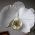 Phalaenopsis blanc grosses fleurs
