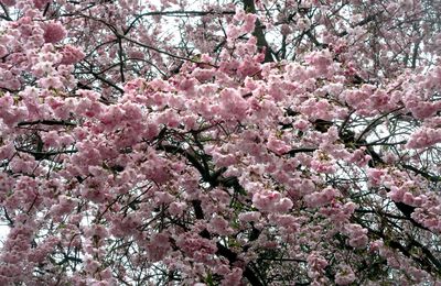 Voir la vie en rose et autres joyeusetés rennaises de fin mars 2025 (2)