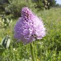 Orchis globuleux