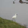 Aigrette garzette