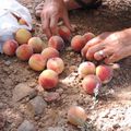 Balade gourmande avec les enfants