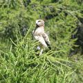 Hautes Alpes : des plantes et des oiseaux