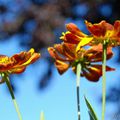 Helenium 'Rauchtopas' 2