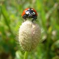 Coccinelle