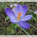 Crocus du jardin