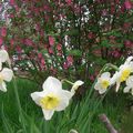 27 fleurs du jardin pour Pauline!