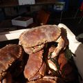 Fête du crabe à Audresselles