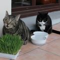 Et un peu d'herbe à chats !