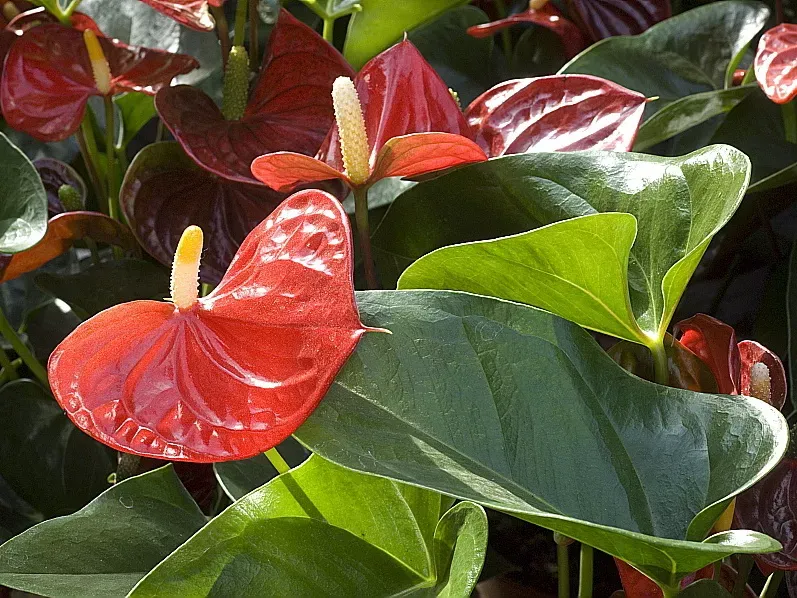 Anthurium