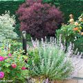 Mon jardin gagne en maturité au fil des ans...