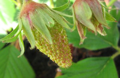 Le Fraisier....roi des sous-bois...