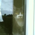 Chouette une fenêtre a travers laquelle on voit des chats !!!!