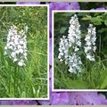 Bergamote et les orchidées du moment à Châtel-Censoir