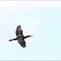 Grand Cormoran en vol