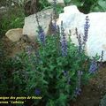 Salvia nemerosa ‘ Lubecca ‘ photo et culture