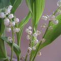 Le muguet embaume :: le soleil a fini par percer