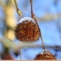 Glacé, le fruit globuleux et plumeux du platane se balance