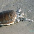 La triste histoire de la tortue idiote un beau jour de printemps sur l'île de Formentera