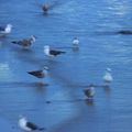 ... et encore un peu plus loin, pour admirer les mouettes sur la plage...