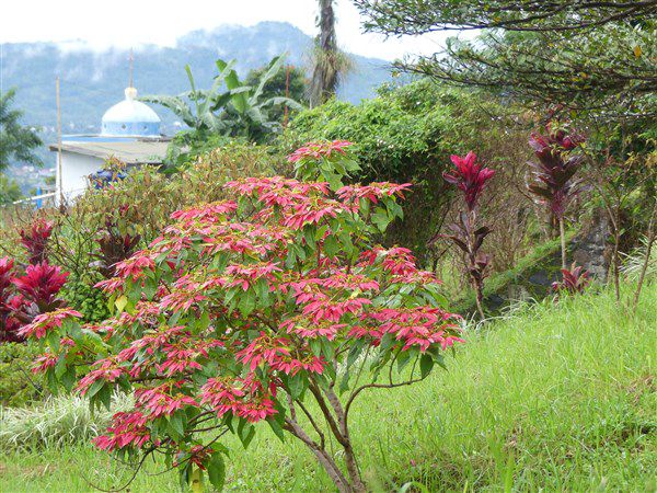 Voyage en Sulawesi - ascension du volcan Lokon Empung et visite du marché de Tomohon