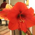 Amaryllis