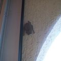 CHAUVE SOURIS C'EST MIMI