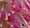 Clethra alnifolia 'Pink Spires'