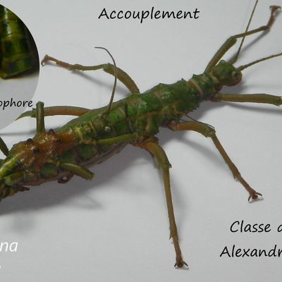 Accouplement observé - Mearnsiana bullosa