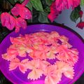 Pâtes papillons farfalles roses, Foodista Challenge #55