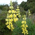 Lupin jaune