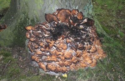 Le Polypore géant ne passe pas inaperçu dans les jardins publics