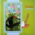 Calao rhinocéros 