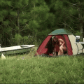 En camping,  yeux et oreilles sont à la fête pour un mateur amateur de galipettes.