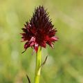 Gymnadenia rhellicani ou Orchis vanille