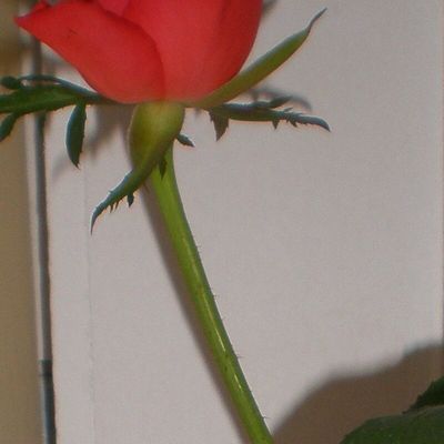 Dites-le avec une rose