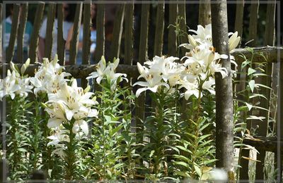 Nature au Puy du Fou.