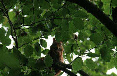 Partie de cache-cache avec l'écureuil du Parc Floral