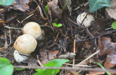 Le fabuleux hiver des mousserons...