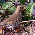 AVES - GRIVE Musicienne - Turdus Philomelos 