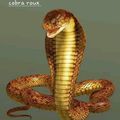 Cobra Roux ..
