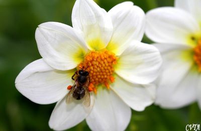 L'abeille à miel butine le dalhia