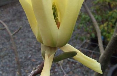 Magnolia 'Butterflies'