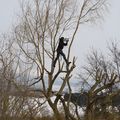 L'homme qui marchait sur le saule... 